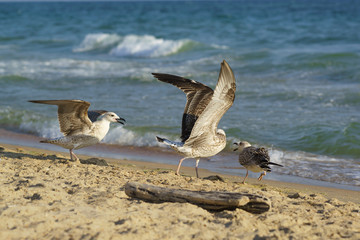 Young gulls (lat. Larus argentatus) on sandy coast