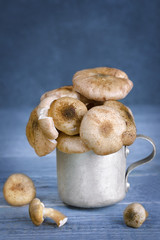 Raw fresh mushrooms in an aluminum mug, rustic