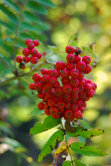 sorbo degli uccellatori (Sorbus aucuparia) ramo con bacche rosse
