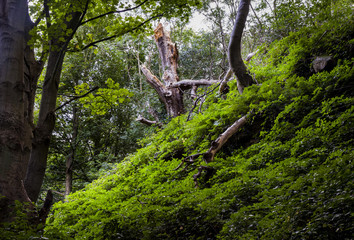 Woodland Bank. Holywell Dene, Northumberland, England, UK.