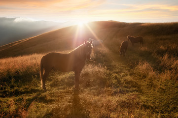 Fototapeta na wymiar Sunset in mountains nature background. Horses silhouette at haze and sunbeams on summer meadow. Image in vintage retro hipster style