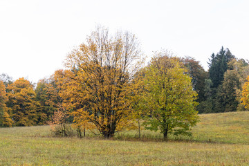 Autumn Landscape with Sunrise - Sunset and Sun Light on Tree