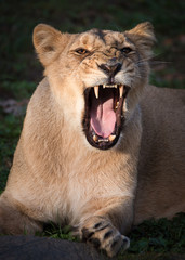 Angry roaring lioness.