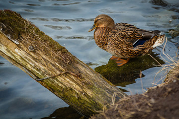 Серая утка на пруду