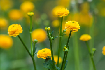 Obraz premium Buttercup yellow flower