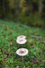 Parasol mushrooms growing in the forest, edible funghi in nature