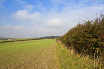 autumnal hedgerow and wheat