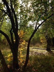 autumn in forest