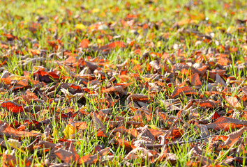 Fallen autumn leaves on bright green grass in sunny morning light. Fall season nature background. Top view