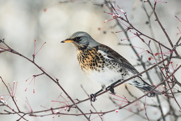 bird speckled thrush sitting on a branch with berries in winter Park