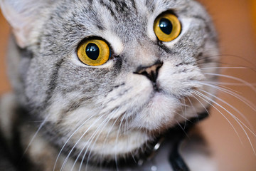 The image of a cat close up