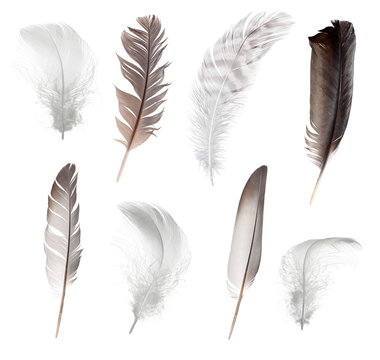 Collection of different feathers isolated on white background