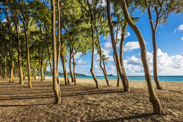 Ironwood trees lining up Waimanalo beach in Oahu Island, Hawaii