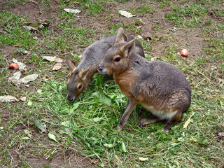 Patagonian hares