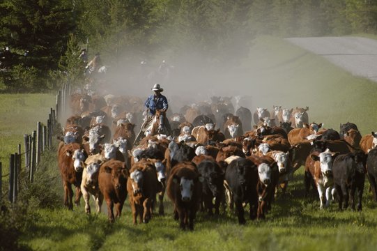 Cattle Herding