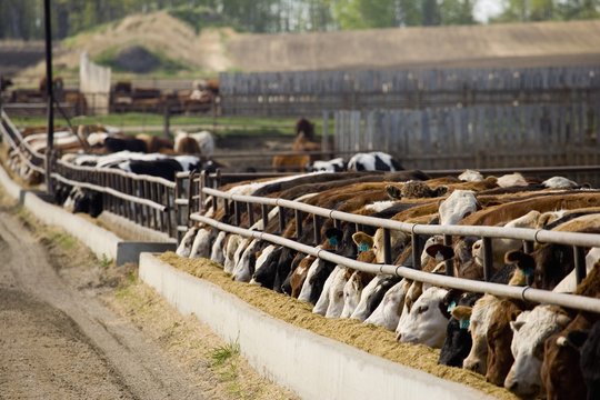 Cattle Feeding