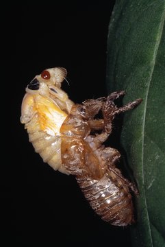 Closeup Bug Molting Exoskeleton