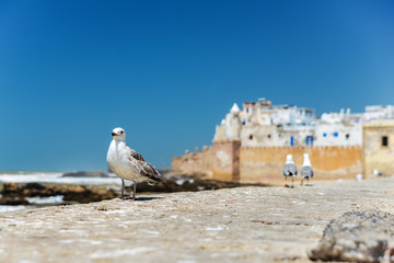 port of essaouira with fortress and sea gull