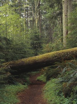 Fallen Tree, Tillamook Head Ecola State Park, Oregon, Usa