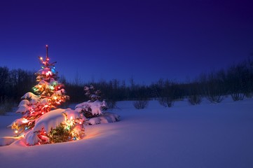 Christmas Tree Outdoors