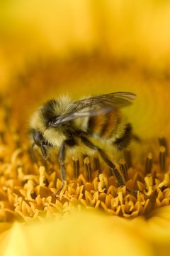 Closeup Of A Bee On A Flower