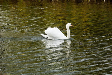 White swan swimming in a pond