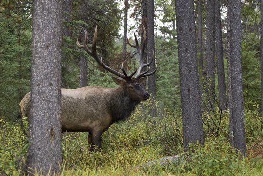 Bull Elk, Jasper National Park, Alberta, Canada
