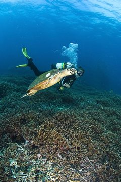 Scuba Diver, Koh Ba-Ngu, Similan National Marine Park, Similan Islands, Thailand, Southeast Asia