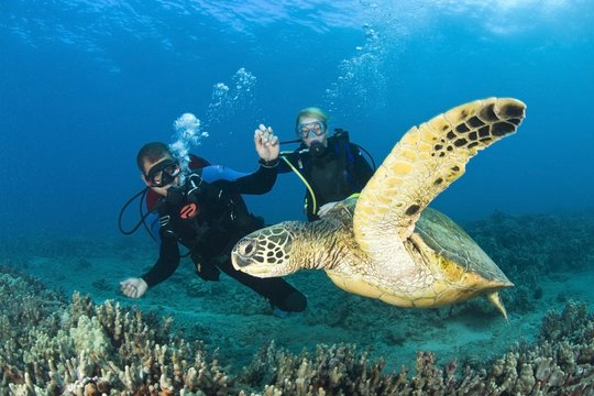 Green Sea Turtle Turtle Cleaning Station Near Makena State Park Maui Hawaii Usa