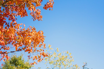 Autumn foliage