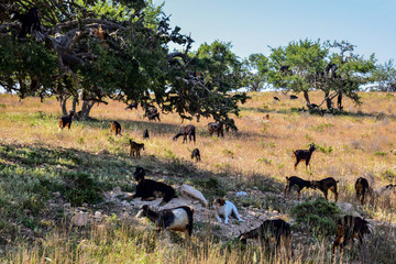 goats eating fruits of argan tree in morocco