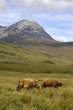Highland Cattle, Paps Of Jura, Scotland