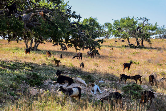 goats eating fruits of argan tree in morocco