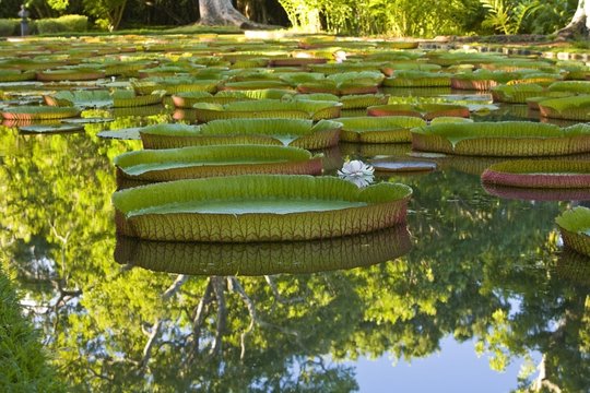 Pond With Giant Victoria Amazonica Water Lilies