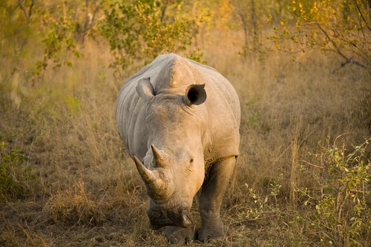 White Rhino, Sabi Sand Reserve, Mpumalanga, South Africa