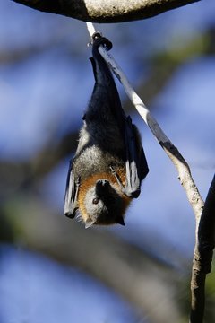 Grey Headed Flying Fox Fruitbat, Pteropus Poliocephalus, South Australia