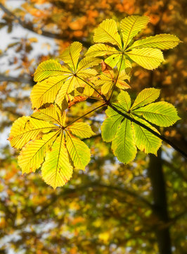 Nahaufnahme von Kastanienblätter im goldenen Herbst