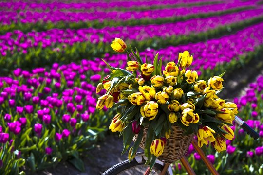 Striped bellona tulips and field of tulips