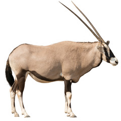 Oryx Gazella (Gemsbok) looking straight © Friedemeier