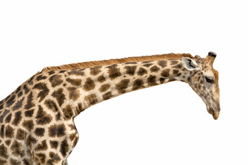 Giraffe lowering head and neck isolated