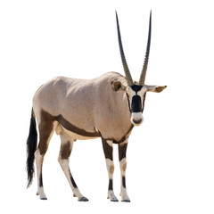 Oryx Gazella (Gemsbok) looking into cam isolated