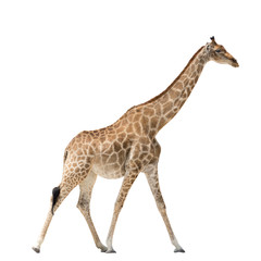 Walking Giraffe isolated on white