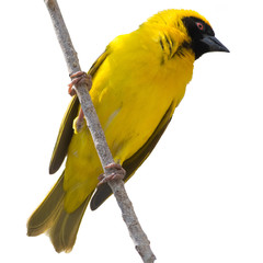 Yellow Weaver bird in a tree isolated