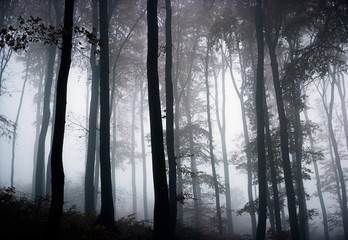 Foggy Woods; Ireland