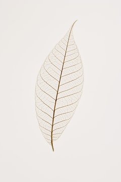 Transparent Leaf