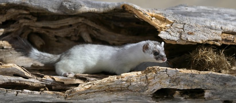 Long Tailed Weasel