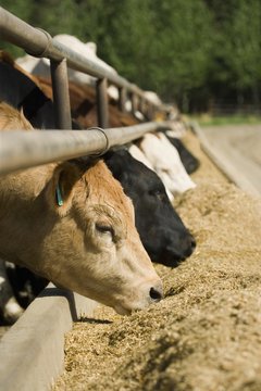 Cattle Feeding
