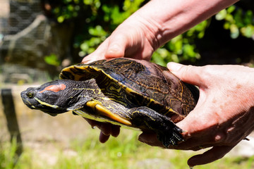 Common turtle Slider Trachemys scripta