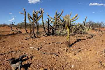 Die Landschaft der Caatinga in Brasilien