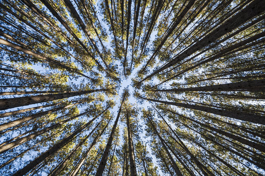 Looking up at the tree tops of the pine trees in the forests of Algonquin Park; Ontario, Canada